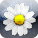 16602 icon 125x125 All Wishes by Appendix Games